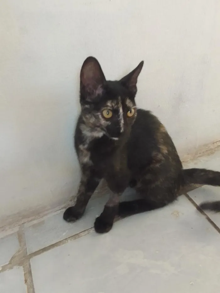 Gato raça SRD-ViraLata idade 2 a 6 meses nome sem nome