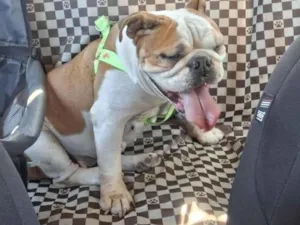 Cachorro raça SRD-ViraLata idade 6 ou mais anos nome Bella