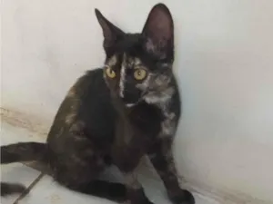 Gato raça SRD-ViraLata idade 2 a 6 meses nome sem nome