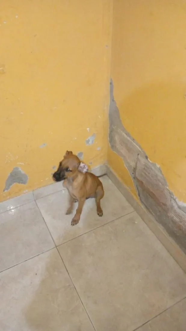 Cachorro raça SRD-ViraLata idade 2 a 6 meses nome Polo