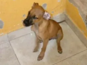 Cachorro raça SRD-ViraLata idade 2 a 6 meses nome Polo