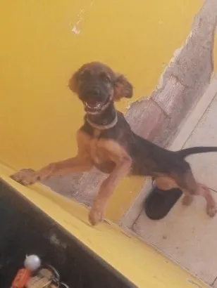 Cachorro raça SRD-ViraLata idade 2 a 6 meses nome Bobby