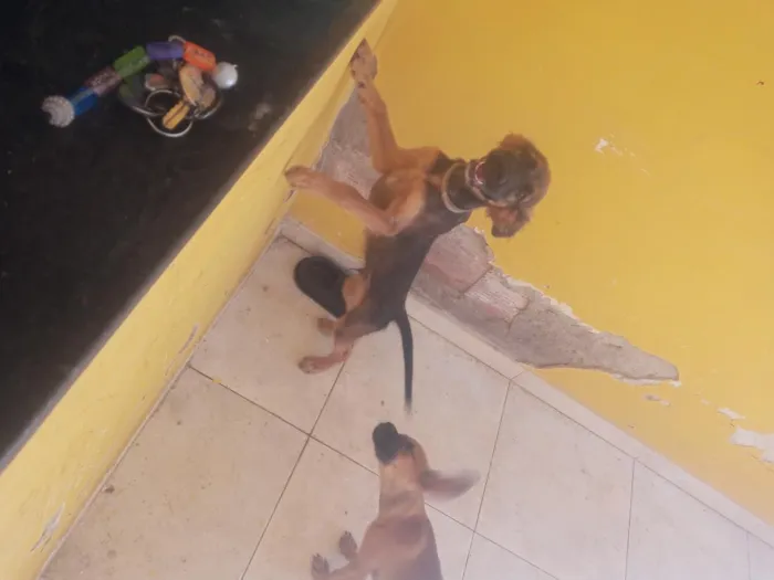 Cachorro raça SRD-ViraLata idade 2 a 6 meses nome Bobby