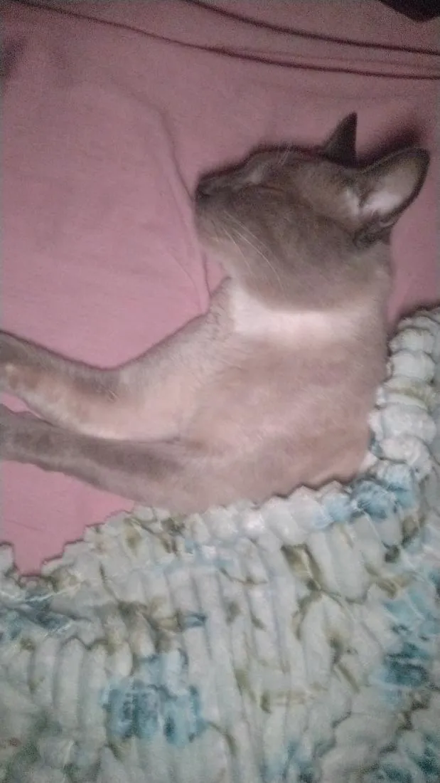 Gato raça SRD-ViraLata idade 2 anos nome Biriba