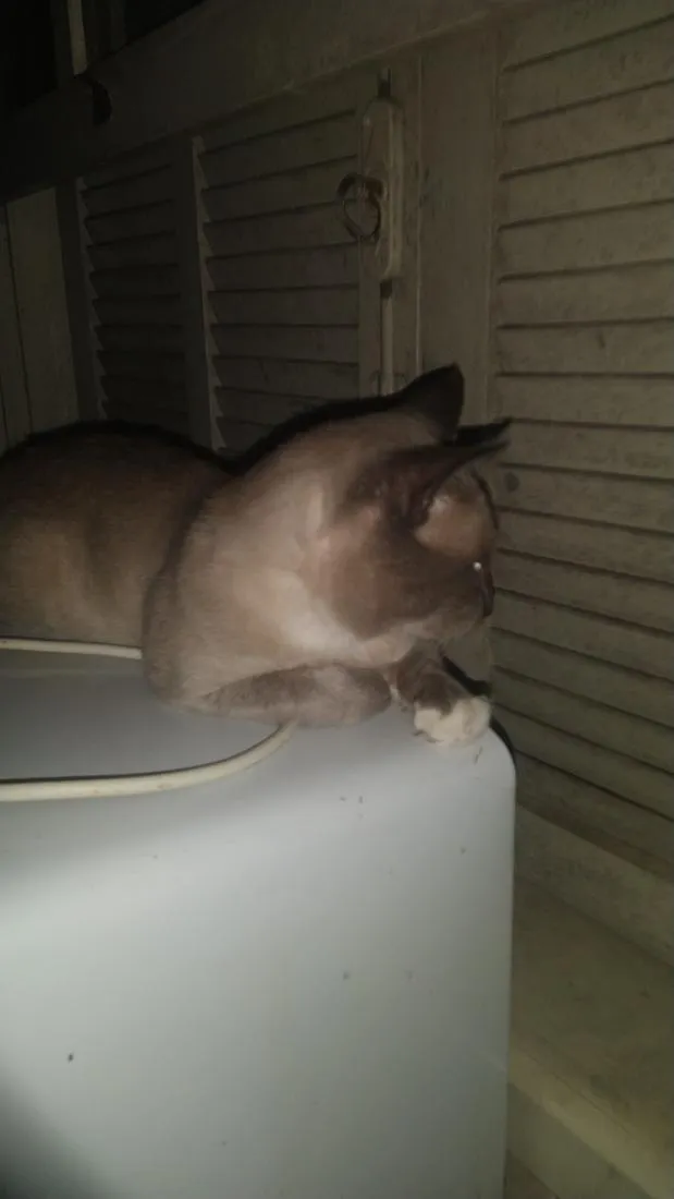 Gato raça SRD-ViraLata idade 2 anos nome Biriba