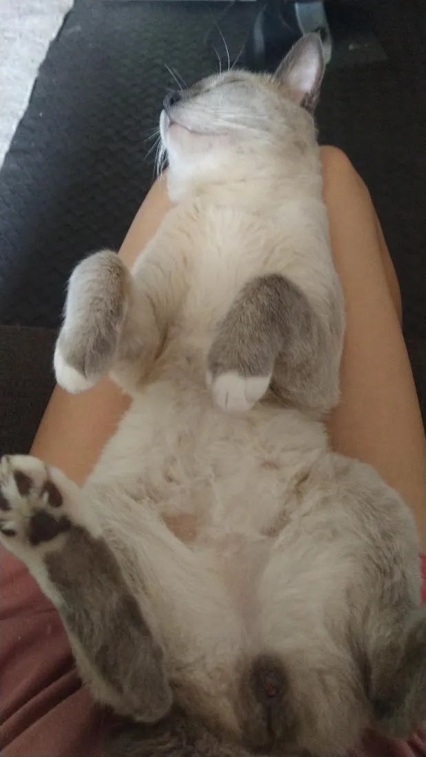 Gato raça SRD-ViraLata idade 2 anos nome Biriba