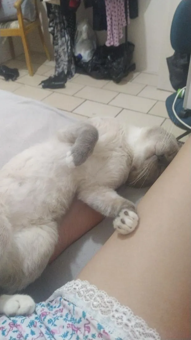 Gato raça SRD-ViraLata idade 2 anos nome Biriba