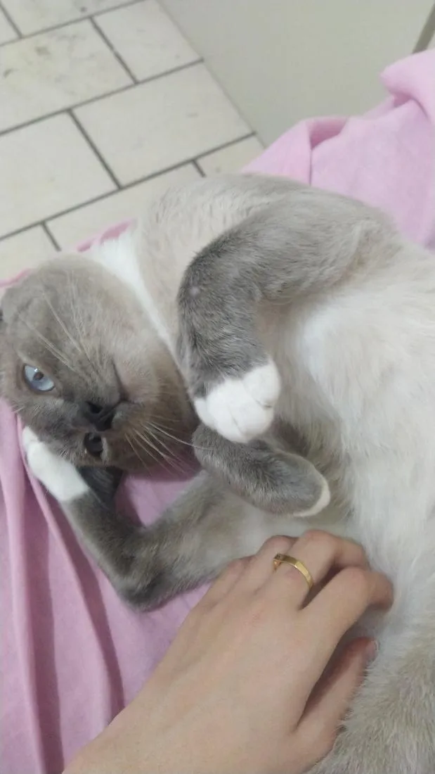 Gato raça SRD-ViraLata idade 2 anos nome Biriba