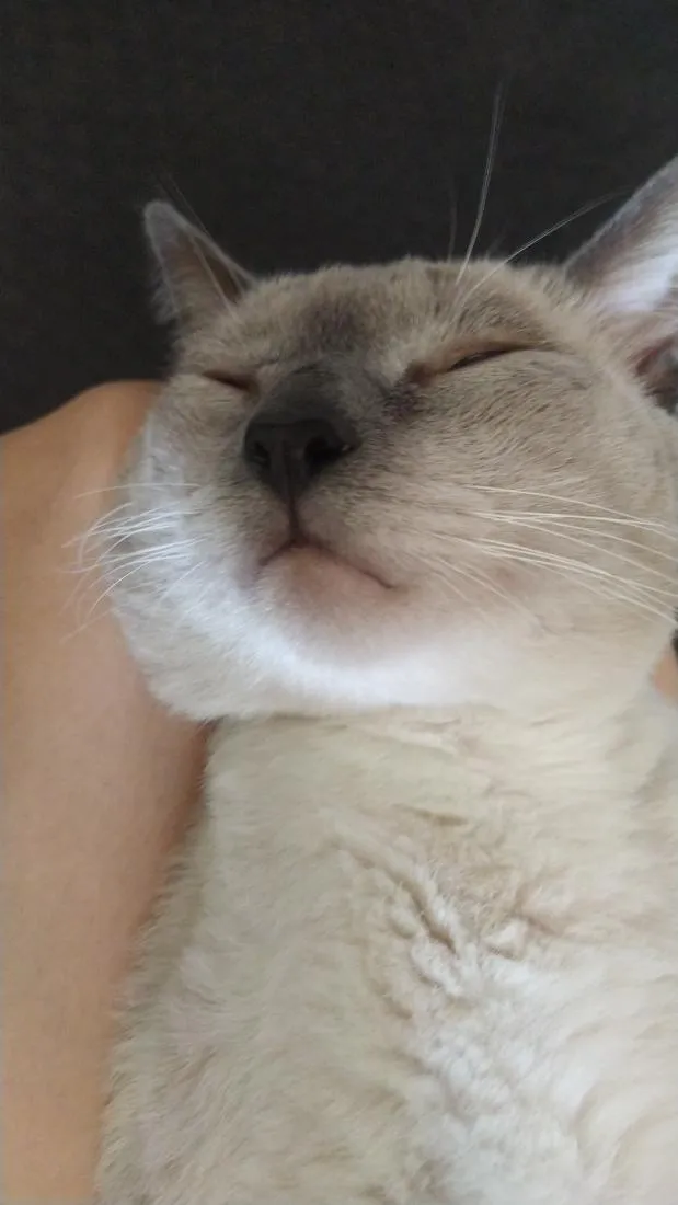 Gato raça SRD-ViraLata idade 2 anos nome Biriba