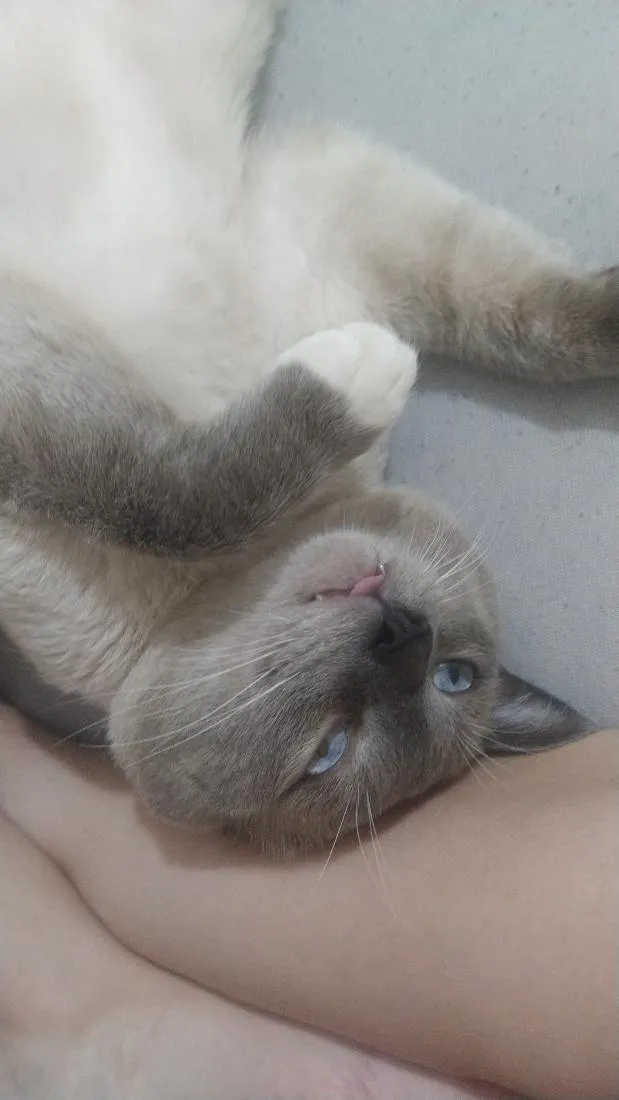 Gato raça SRD-ViraLata idade 2 anos nome Biriba