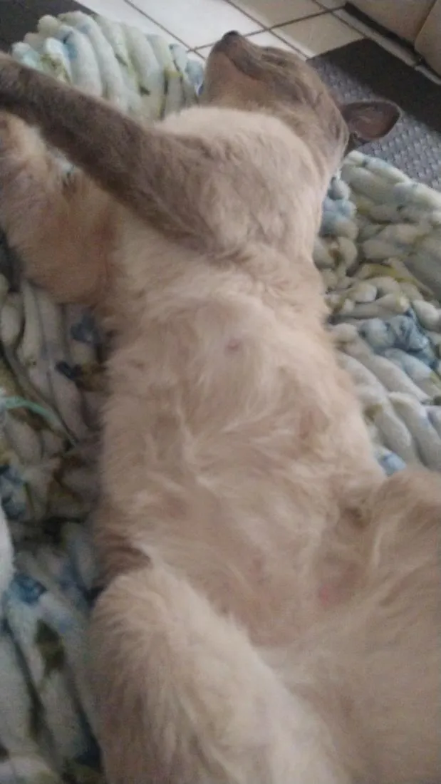 Gato raça SRD-ViraLata idade 2 anos nome Biriba