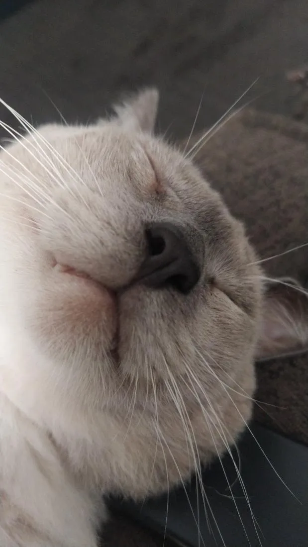 Gato raça SRD-ViraLata idade 2 anos nome Biriba