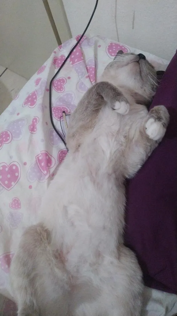 Gato raça SRD-ViraLata idade 2 anos nome Biriba