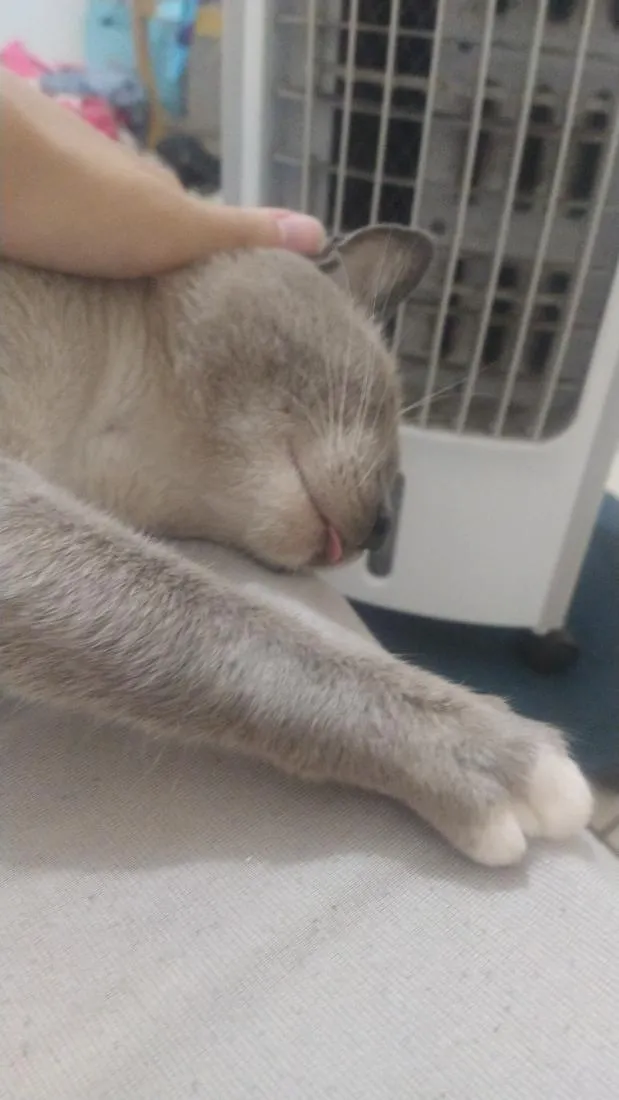 Gato raça SRD-ViraLata idade 2 anos nome Biriba