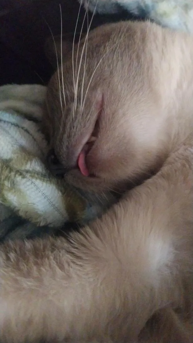 Gato raça SRD-ViraLata idade 2 anos nome Biriba