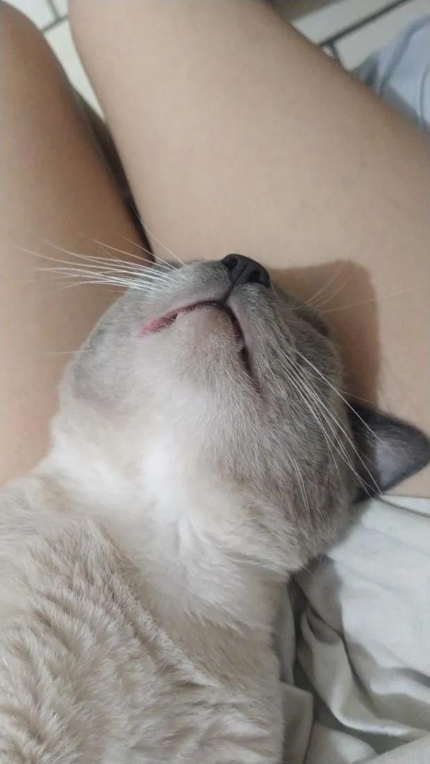 Gato raça SRD-ViraLata idade 2 anos nome Biriba