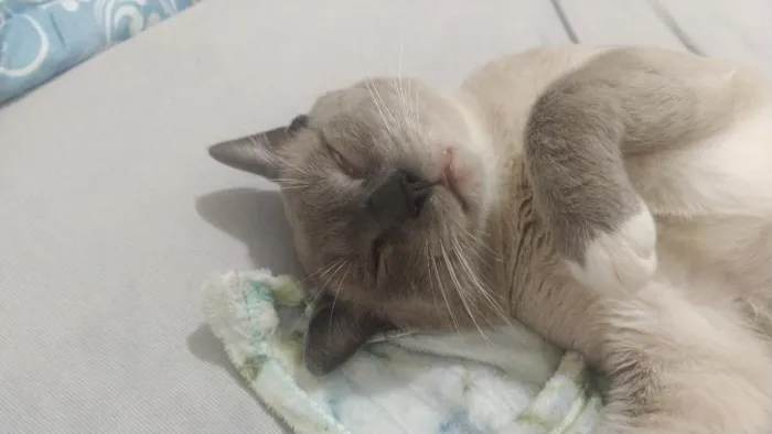 Gato raça SRD-ViraLata idade 2 anos nome Biriba