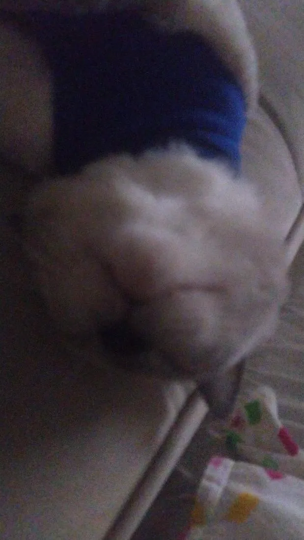 Gato raça SRD-ViraLata idade 2 anos nome Biriba