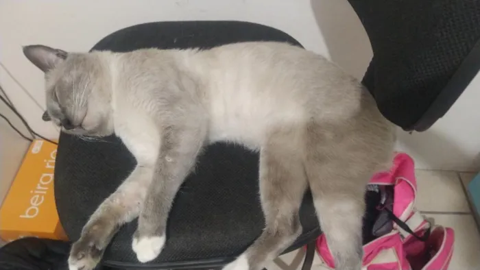 Gato raça SRD-ViraLata idade 2 anos nome Biriba