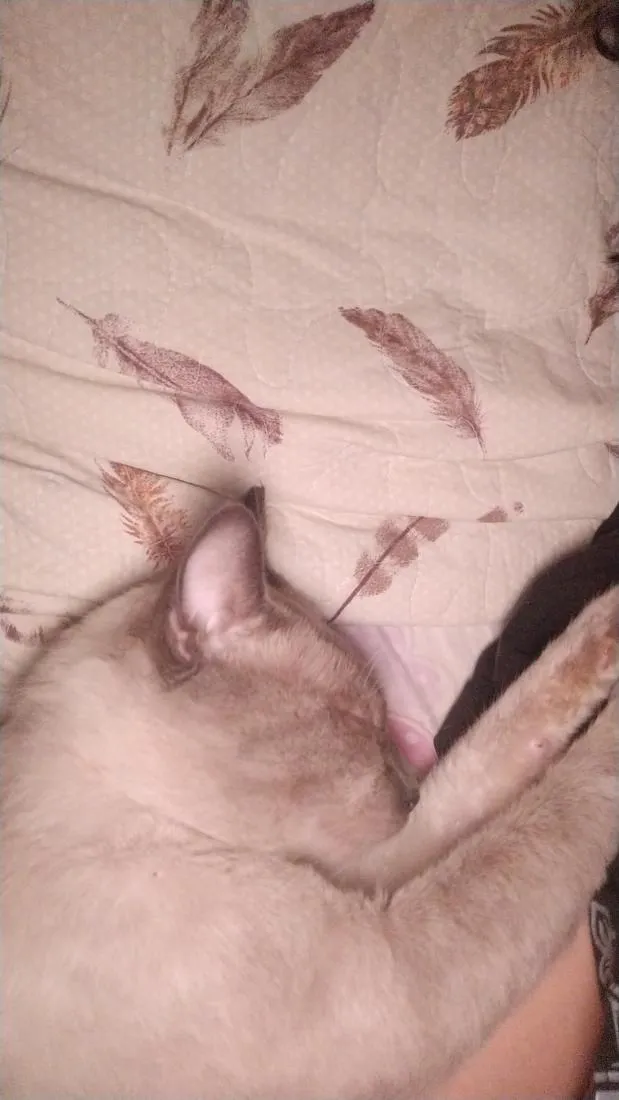 Gato raça SRD-ViraLata idade 2 anos nome Biriba