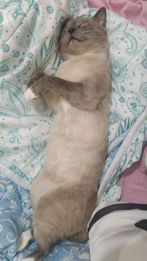 Gato raça SRD-ViraLata idade 2 anos nome Biriba