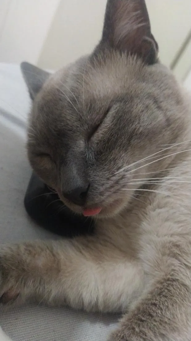 Gato raça SRD-ViraLata idade 2 anos nome Biriba