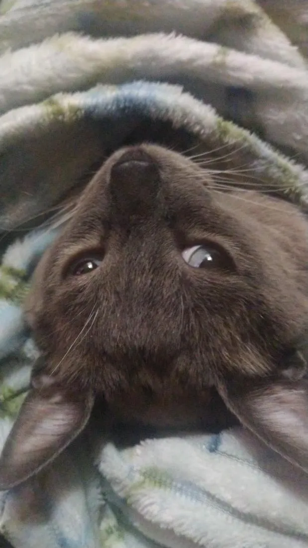 Gato raça SRD-ViraLata idade 2 anos nome Biriba