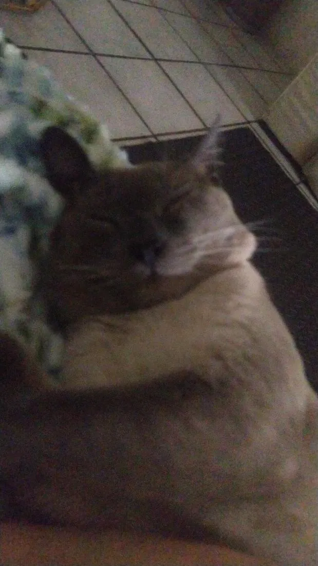 Gato raça SRD-ViraLata idade 2 anos nome Biriba