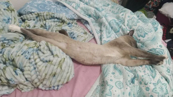 Gato raça SRD-ViraLata idade 2 anos nome Biriba