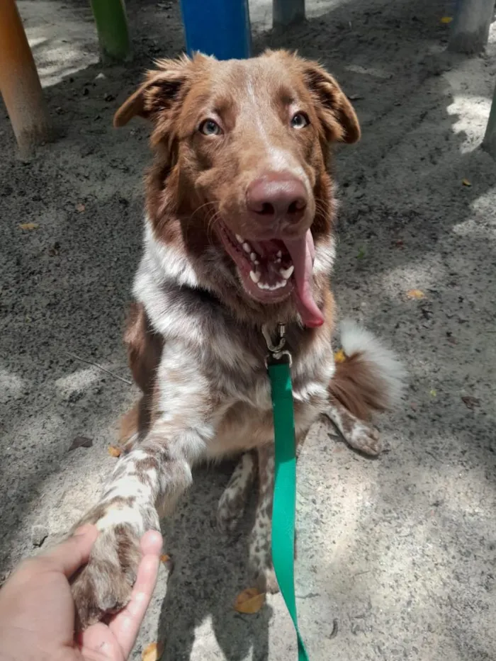 Cachorro raça SRD-ViraLata idade 7 a 11 meses nome Woody