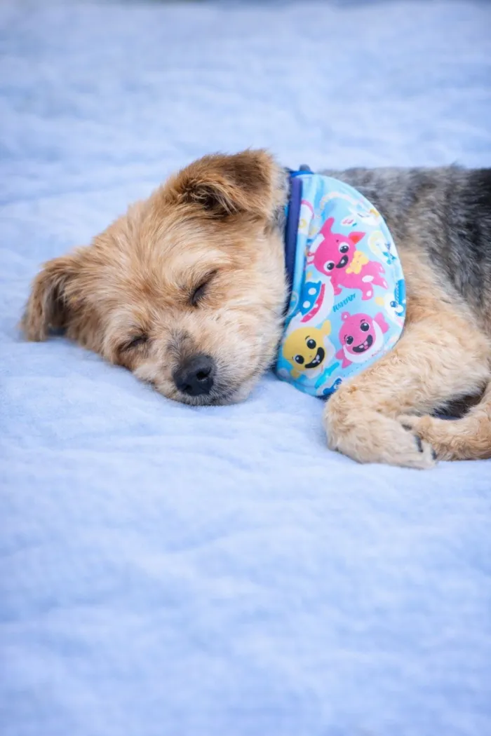 Cachorro raça SRD-ViraLata idade 1 ano nome Yuri