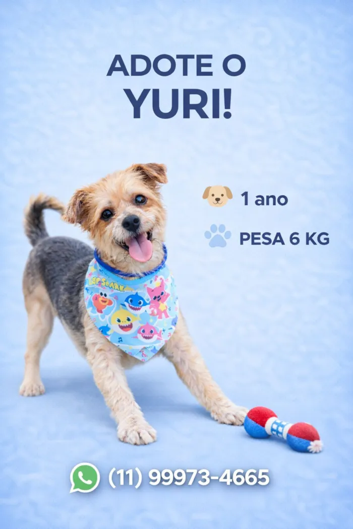 Cachorro raça SRD-ViraLata idade 1 ano nome Yuri