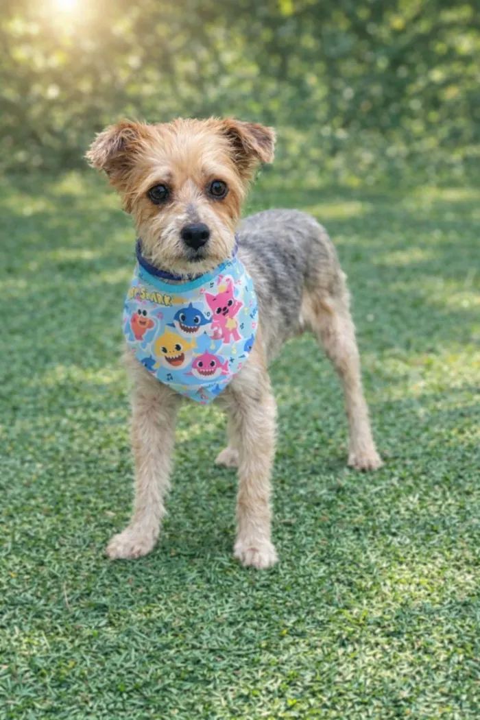 Cachorro raça SRD-ViraLata idade 1 ano nome Yuri