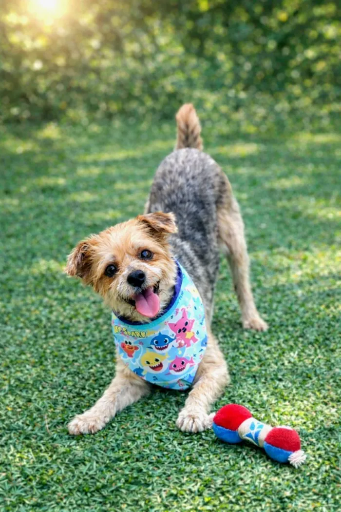 Cachorro raça SRD-ViraLata idade 1 ano nome Yuri