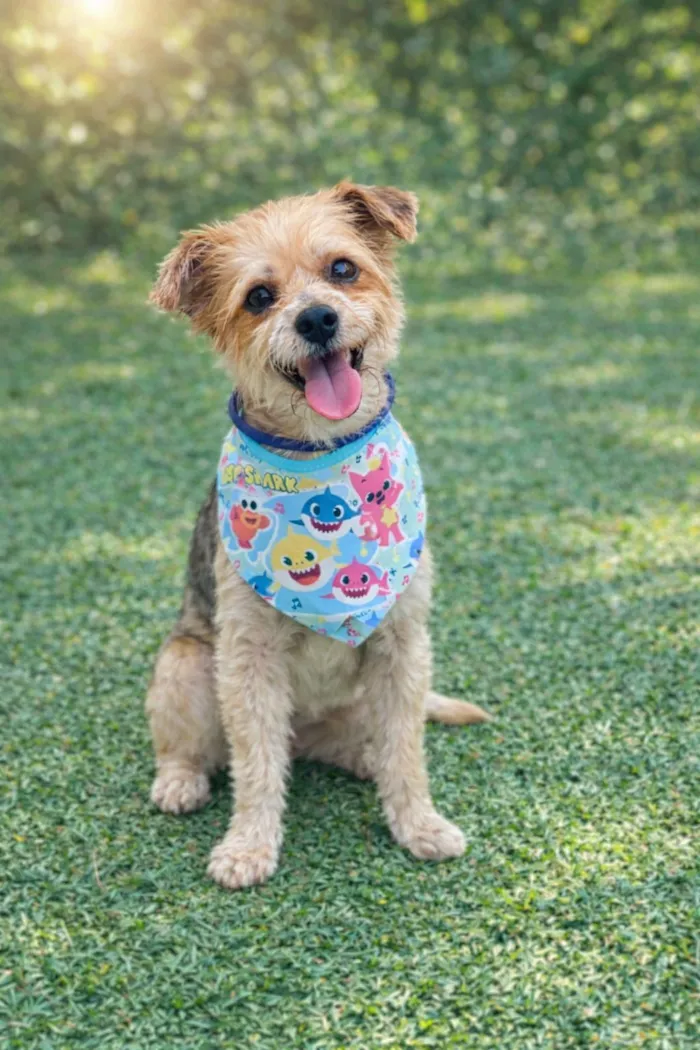 Cachorro raça SRD-ViraLata idade 1 ano nome Yuri