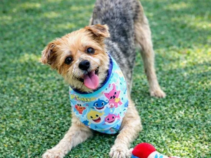 Cachorro raça SRD-ViraLata idade 1 ano nome Yuri