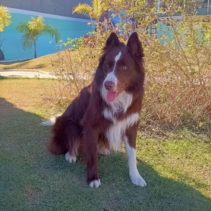 Cachorro raça Border Collie  idade 4 anos nome Toddy