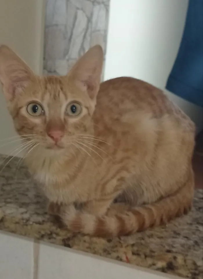 Gato raça SRD-ViraLata idade 2 a 6 meses nome Eliano