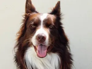 Cachorro raça Border Collie  idade 4 anos nome Toddy