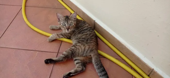 Gato raça SRD-ViraLata idade 2 a 6 meses nome Juh