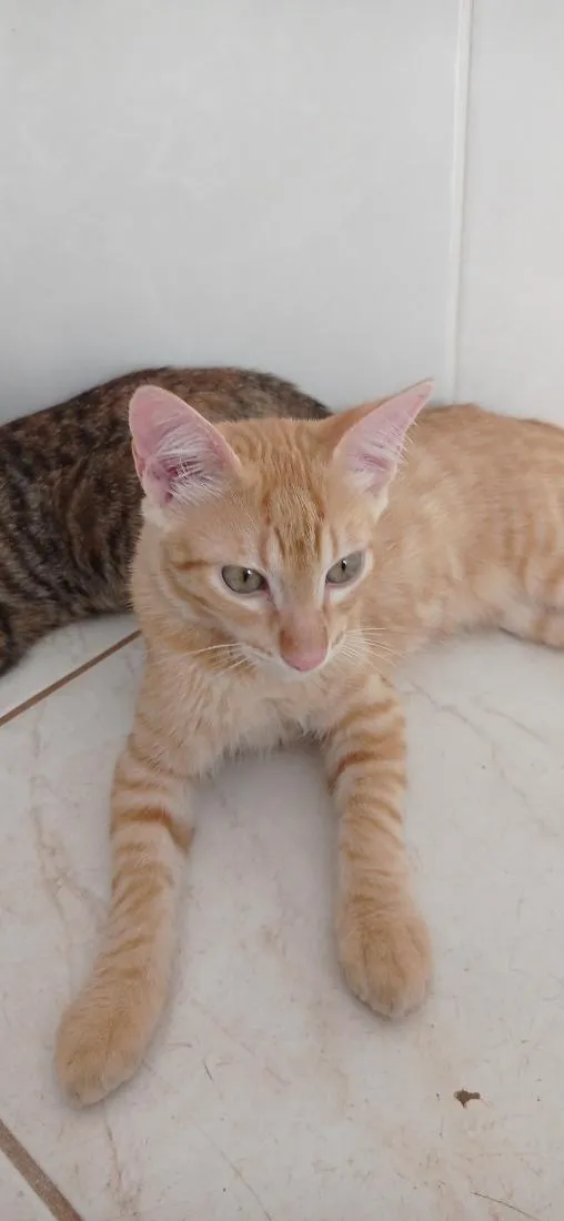 Gato raça SRD-ViraLata idade 2 a 6 meses nome Angélico 