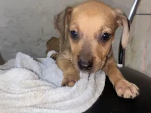 Cachorro raça SRD-ViraLata idade 2 a 6 meses nome Mel, Branquinha, Fofinho
