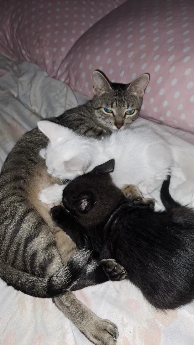 Gato raça SRD-ViraLata idade 2 a 6 meses nome João e Elizabeth 