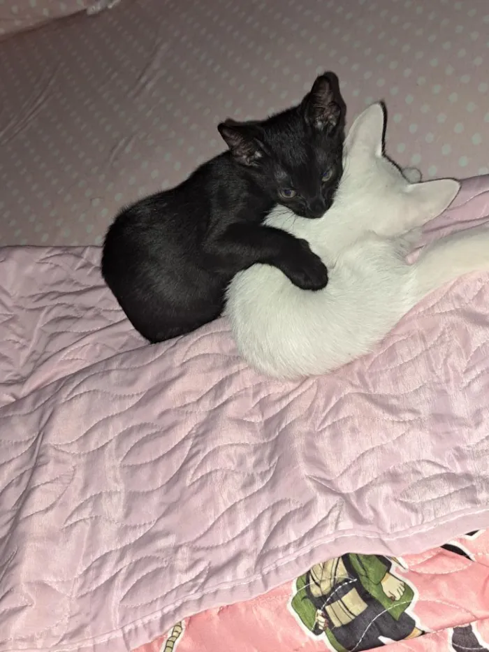 Gato raça SRD-ViraLata idade 2 a 6 meses nome João e Elizabeth 