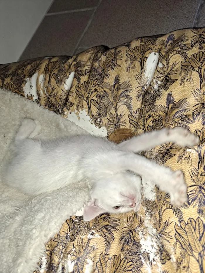 Gato raça SRD-ViraLata idade 2 a 6 meses nome João e Elizabeth 