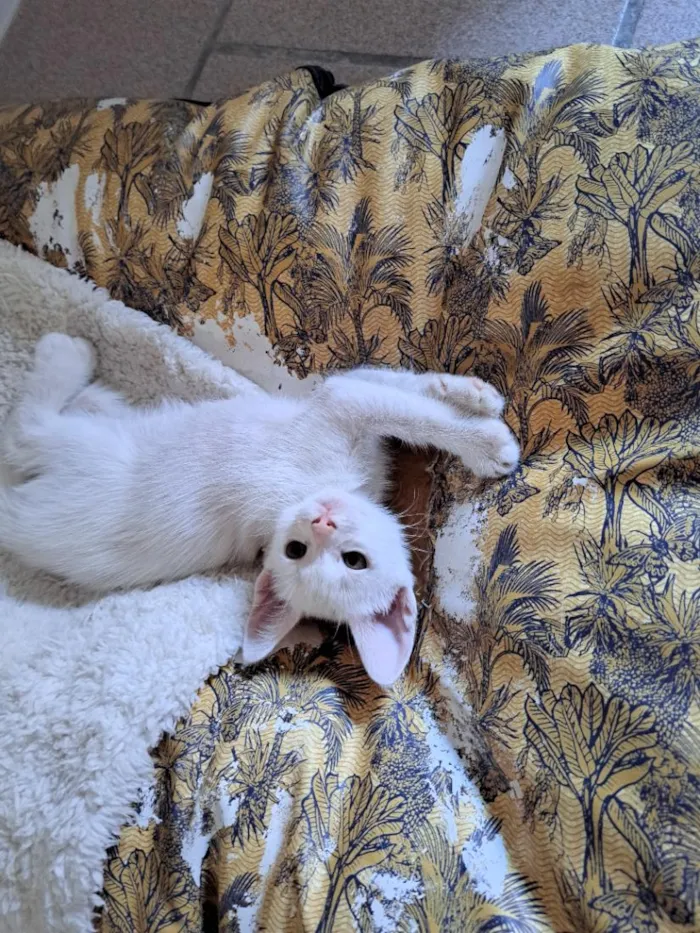 Gato raça SRD-ViraLata idade 2 a 6 meses nome João e Elizabeth 