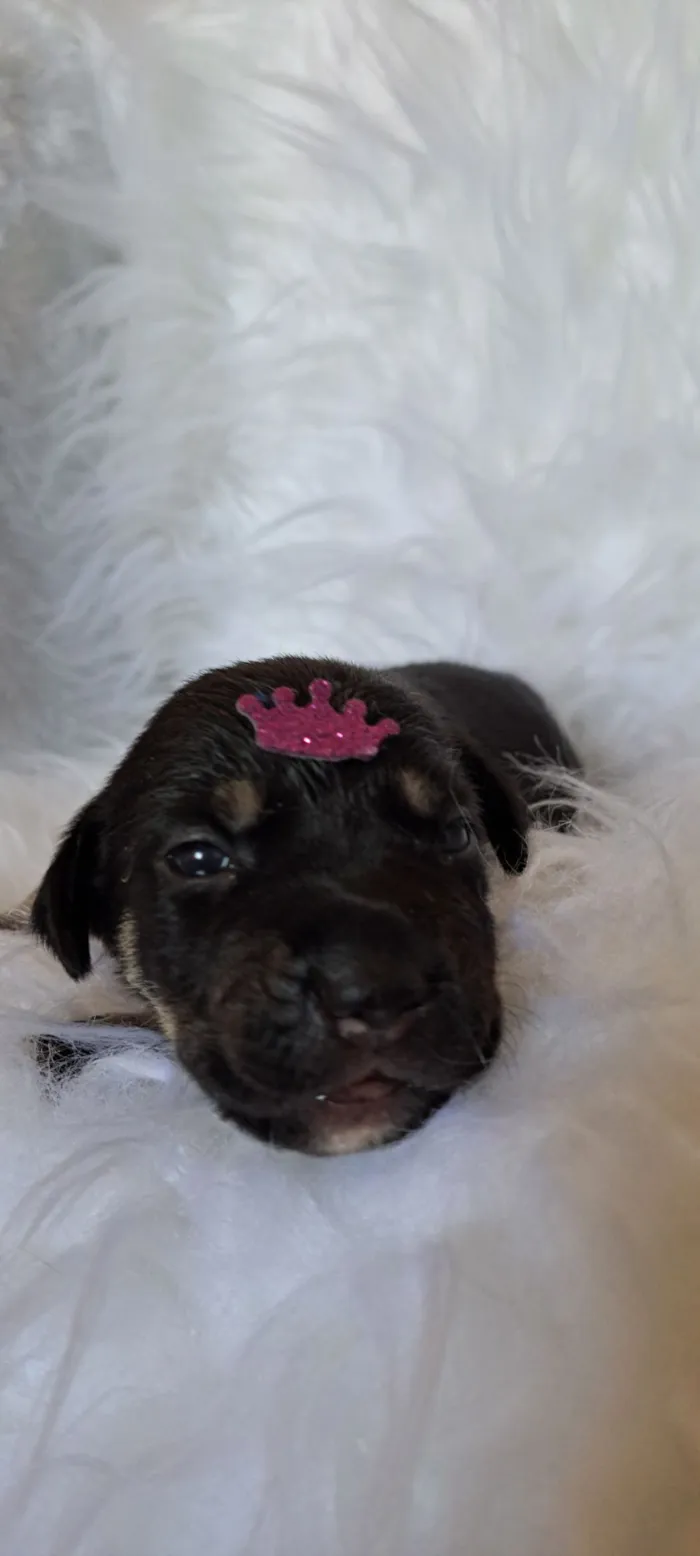 Cachorro raça SRD-ViraLata idade 2 a 6 meses nome Tesla