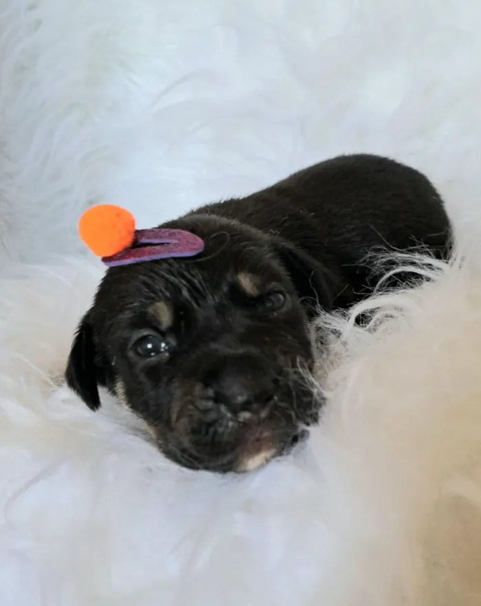 Cachorro raça SRD-ViraLata idade 2 a 6 meses nome Tesla