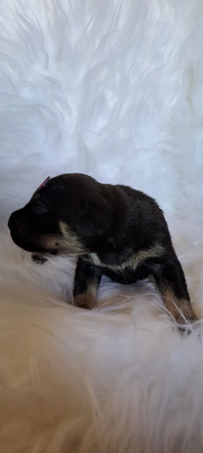 Cachorro raça SRD-ViraLata idade 2 a 6 meses nome Tesla