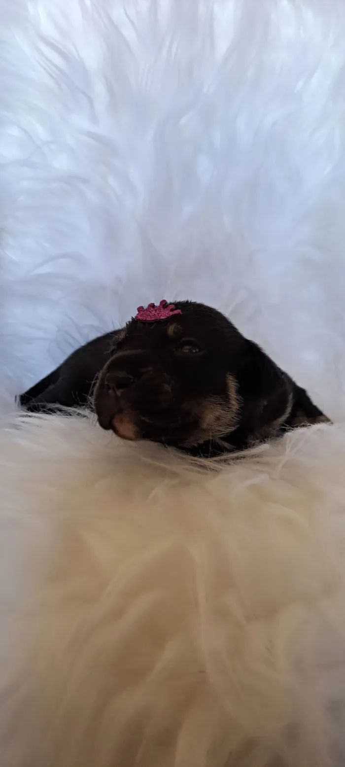 Cachorro raça SRD-ViraLata idade 2 a 6 meses nome Tesla